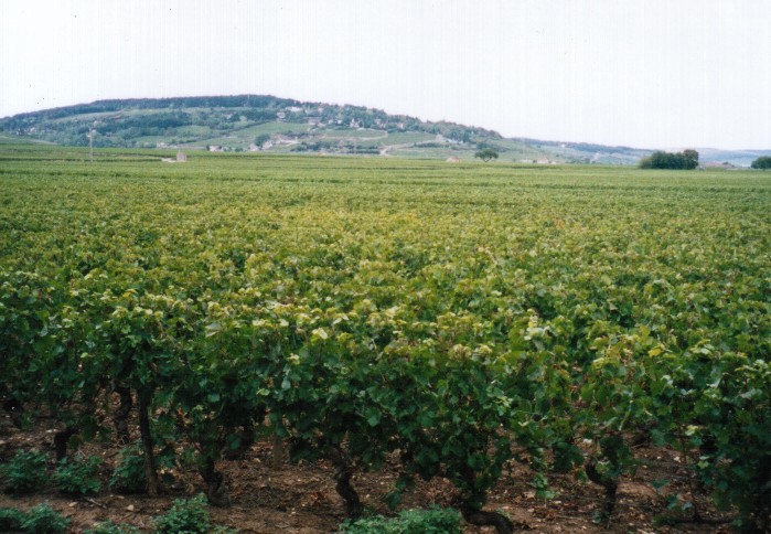 Clos de Vougeot